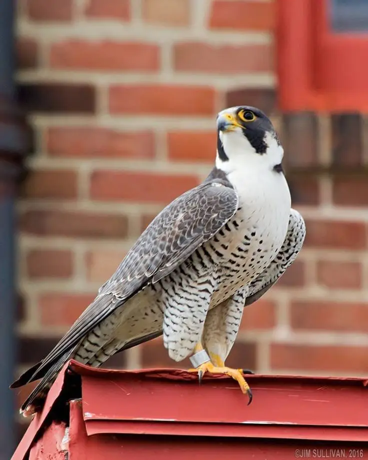 صقر الشاهين (peregrine falcon ) هو أسرع أنواع الطيور وتصل سرعته أثناء الانقضاض إلى 240 كم في الساعة. #peregrinefalcon #Peregrine #الشاهين #صقر_الشاهين #افتراس #اسرع_طائر_على_وجه_الأرض #الطير_الحر #الصاروخ #البرية #البر #قطر #الامارات #الطبيعة #ابوشاهين #f35 #fypシ #reels #explore #clip ‏#video ‏‏‏٠٣-١٣