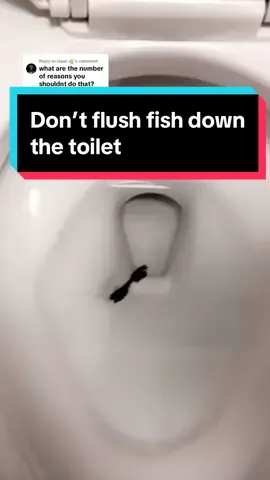 Replying to @Isaac 🌿 Here’s a short run down of all the reasons to NOT be flushing your fish down the toilet. They may still be alive, sometimes when you put them in some new clean water, it kind of shocks them to move around again. If they are dead, the contagions on them very well may not be, also not good to potentially be releasing into water ways. And if that doesn’t cause concern for you the clogging of your sewage pipes and septic system should! Overall, just throw em in your backyard for nature to consume, it’s just as easy and much less potentially harmful for the environment and your wallet. #fish #toilet #flushingfish #flushinggoldfish #aquarium #goldfish 