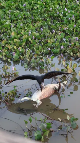 Urubu se alimenta de restos mortais de Jacaré abatido por Caçadores as margens da Transpantaneira  #transpantaneira #urubu #pantanal #pantanaloficial #wildlife #wild 