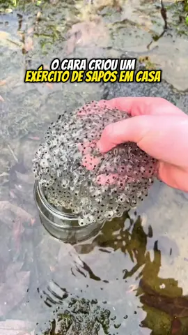 O CARA CRIOU UM EXÉRCITO DE SAPOS EM CASA! | wildboppre . o que acham disso? comenta aí ⬇️ . . #curiosidades #animais #bichos #biologia #sapo #aprendanotiktok #animaisnotiktok 