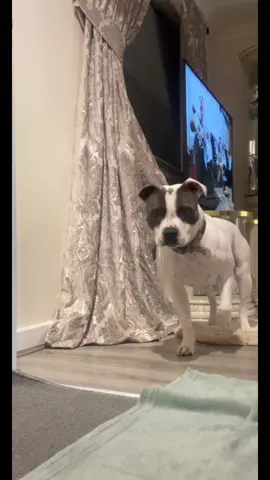 Mental stemulation is just as important as exercise, gets there brains working, i do a new game every night and this maybe 2 times a week, #staffy #staffordshirebullterrier #mentalstimulationfordogs #puppy #snuffleknot #DIY #diydogtoy #oldblanket #fyp #fypシ 