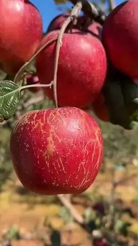 👨‍🌾🫠👍🏻🍎 #Love #apple #garden #beautiful #yummy 
