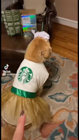 We get a lot of dms asking if mav is the pup cup dog. This was a video from two years ago that went viral. Enjoy ♥️