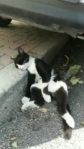 😹😹 #cat #cats #cutecat #catlover #catsoftiktok #fyp #foryou #foryoupage #funny #fypシ #funnycat #funnyvideos #funnytiktok #funnyanimals #kitty 