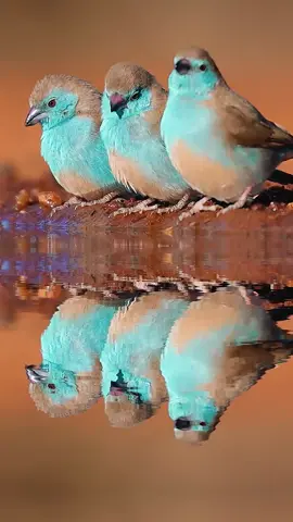 The charming blue extends from the neck to the tail.Blue Waxbill (Uraeginthus angolensis).#bird #waxbill 