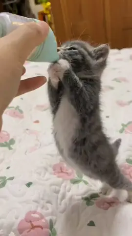 A day playing the role of a cat mother🐈#kitten #kittensoftiktok #cat #fyp 