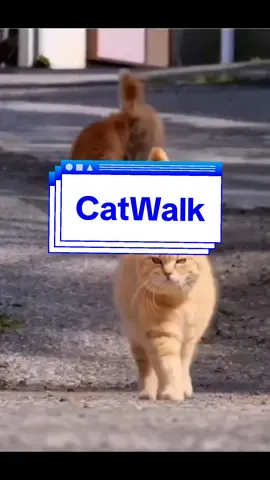 jalan yg sempurna #catsoftiktok #cutecat #Ramadan #fypdongggggggg #catwalk 