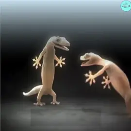 A LIZARD Love Story Watch the heart-wrenching tale of two lizards whose love transcends even death itself. Perched high on a ceiling, they find solace in each other's embrace, but when tragedy strikes, they are separated by fate. With a final, desperate leap, they defy all odds to be together, leaving behind a poignant reminder of the power of love. #FYP #LizardLove #TragicStory #LoveTranscends #Heartwrenching #AnimalLove #EmotionalTale #LizardLife #WildlifeLove #CeilingDrama #LoveAndLoss #AnimalTragedy #Embrace #FatefulLeap #TrueLove #HeartfeltStory #YouTube #WildlifeDocumentary #LizardBehavior #LoveStory #SadEnding #AnimalEmotions #Heartfelt #Tearjerker #LoveBeyondDeath #FatefulLove #LizardCouple #Wildlife #TragicLove #LoveTale #AnimalBehavior #LizardDrama #AnimalLovers #NatureDocumentary #CeilingEncounter #BoardGameSurprise #UnexpectedEncounter #CeilingCrack #AnimalInstincts #SurvivalInstincts #EmotionalBond #LizardBond #LoveBond #TragicLoss #FatefulMoment #CeilingDrama #TableEncounter #WildlifeEncounter #LizardBehavior #LizardLife #AnimalEncounter