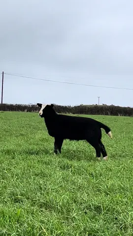 Poser!!! #ramlamb #ram #lamb #lambs #lambing #sheep #sheepfarming #farming #farmer #farm #zwartblessheep #pedigree #shepherd #shepherdess #foryou #fyp #foryoupage #fypシ #zwartbles #follow #fypシ゚viral #trending #viral 