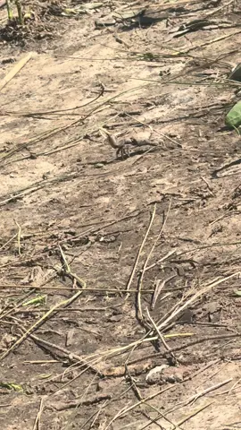 Mr Crabs 🦀 trying to lure me in ! We must become one with nature 🦀🦀👌🏾 love the outdoors #crab #nature #Outdoors #instagram #facebook #funny #viral #viralvideos #humor #fyp #instalike #advertising #adventuretime #fishing   #outdoors #fishingtrip #moment #funnyvideos #foryoupage #louisiana #trending #crabs 
