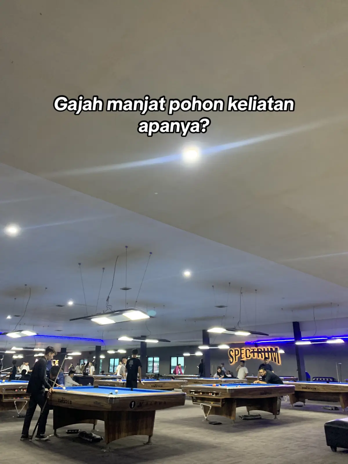 Gajah manjat pohon keliatan apanya? #fyp 