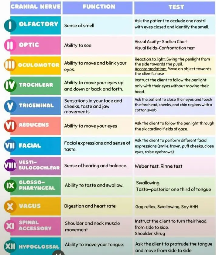 Cranial Nerves #nurseinthemaking #nurse #medical #mednotes #nursingstudent #cranialnerve #medicalworld 