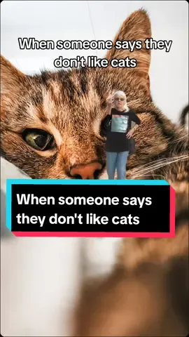 #CapCut #catsoftiktok #tabbycat #cutecat #catlady 