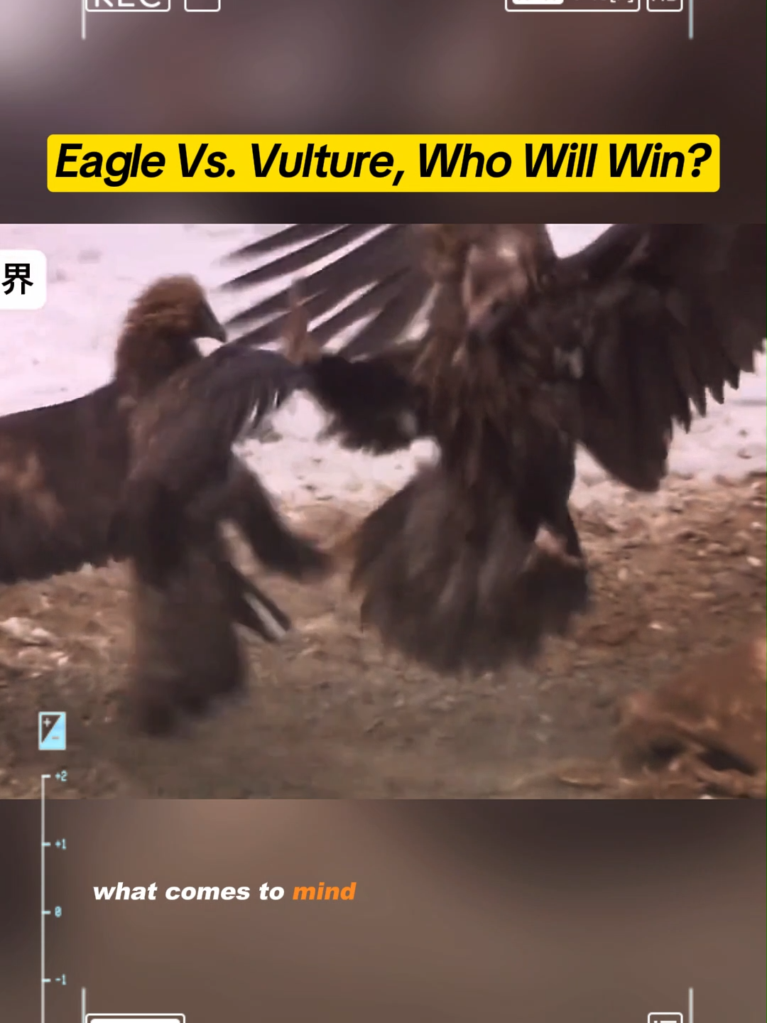 Eagle vs. vulture, who will win? #wildanimal #fyp #animals