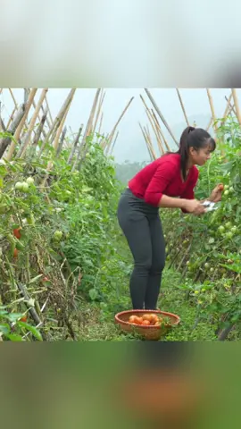 Harvest tomatos go to sell #harvest #harvesting #farmlife 