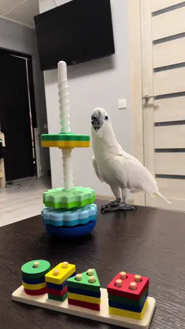 Parrot and a new toy 🧸🤣😂 #parrot #bird #toys  @Жизнь Какаду Няши 