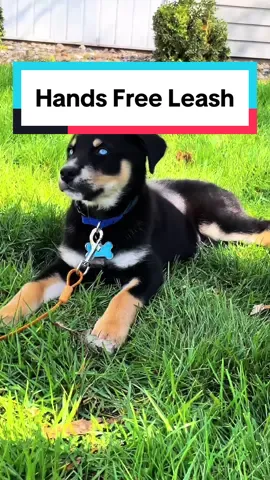 Perfect leash for walking your pups! I love mine! #handsfreeleash #handsfreedogleash #puppy #dog #puppytiktok #puppylove #dogleash #dogsoftiktok 