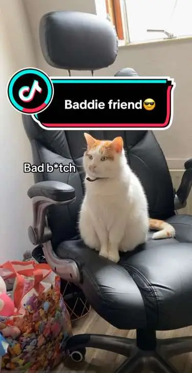 #baddiefriend #cat #catgang #fy #cattrend 