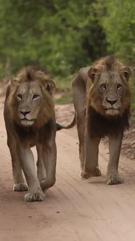 NOTHING like This - watching 2 male Lions walking straight towards you is something truly special - male lions just have a presence especially if they walk with this type of confidence. If I've said it once I'll say it again these males remind alot of the Mapogo Coalition  #wildanimals #wildlife #safari #lion #krugernationalpark #lionsandsgamereserve #morefamilycollection 