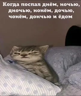 #мемкот #котята 