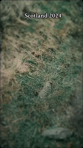 #CapCut 