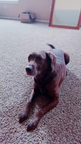 #dogoftiktok #puppy #dogmom #goldendoodlepuppies 