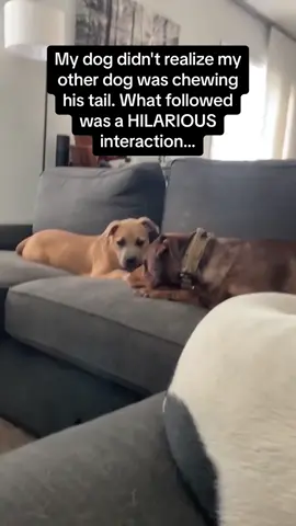 The other dog acting innocent at the end 🤣🤣 #Pubity  (@Emily Pincofski via @collab)