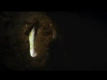 #   زوجان مخلصان-- من طائر البوقير يحولان العش إلى-- حصن
