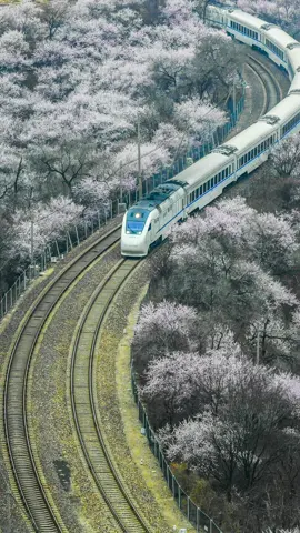 A train runs amid blooming flowers near the Juyongguan section of the Great Wall in Beijing~~ #amazingChina #wonderfulChina #train #Beijing #travel #flowers #trip #bloomingchina