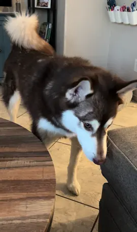 Meet the sassy princess, Misha #huskylife #malamute #huskiesoftiktok #backtalk #sassy 