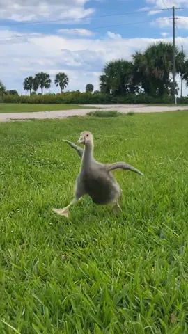 Gosling waddles #farmlife #gosling 