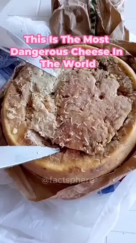 Would you try it? #fyp #facts #tictok #cheese #casumarzu #delicious #randomfacts #usa  