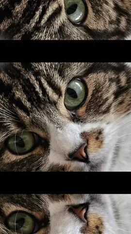 #foryou #foryoupage #fypシ゚viral #pakistanitiktok #london🇬🇧 #unitedkingdom🇬🇧 #catsoftiktok 