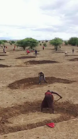 Amazing!  By digging these types of holes, people in  Arusha #Tanzania, managed to transform a desertic region into a sprouting savanna. [📹 LEAD Foundation] #ClimateAction #ClimateCrisis #WaterIsLife #Africa
