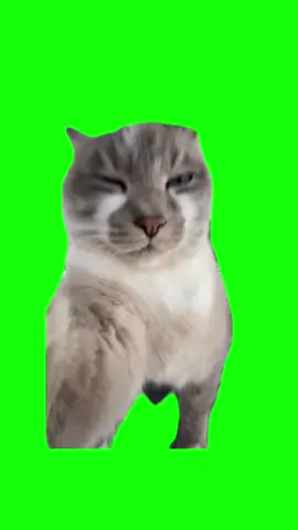 Dancing selfie cat meme green screen template #meme #greenscreen #memes #greenscreenvideo #catsoftiktok #cat 
