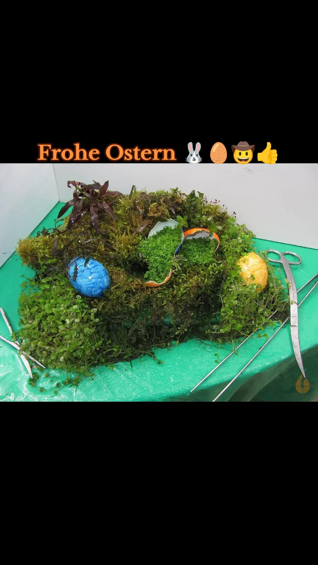 Ich wünsche euch frohe Ostern und viel Freude beim Suchen und finden. 🐰🥚🤠👍 . . . Bewohner in meiner Aquarium Zuchtanlage: Zwerggarnelen / Garnelen, Wasserschnecken / Schnecken, Krebse, Krabben, Wasserpflanzen, Moose uvm. 🦐🌿 Aqua Birne Shop: Aqua - Birne . de 🐌🦞 ▶️ Folge mir gerne für mehr! Aquaristische Grüße Daniel Birnbaum, die Aqua Birne 🍐 . . . #Aquarium #garnelen #haustier #fische #aquaristik #pet