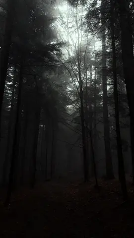 Forest dark walk #darkforest 