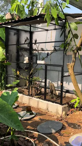 Aviary nuôi chim chào mào 74 Quảng Trị #aviarybirds 