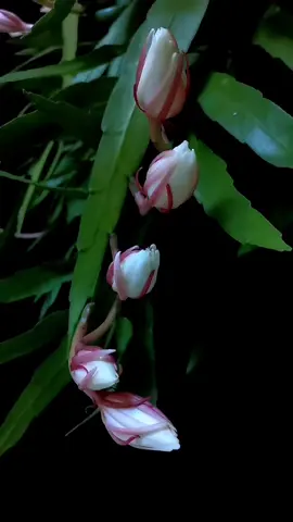 Hoa quỳnh sao nở giữa đêm / Phải vì e thẹn hay duyên bẽ bàng? #hoaquynh #trending #viral #hot 