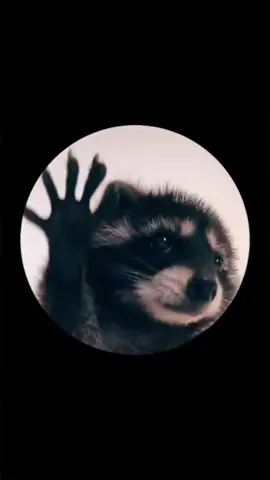 Raccoon Pedro dancing 🪩🕺🔥#racuntiktok #raccoon #foryou #trending #italodisco #meme 
