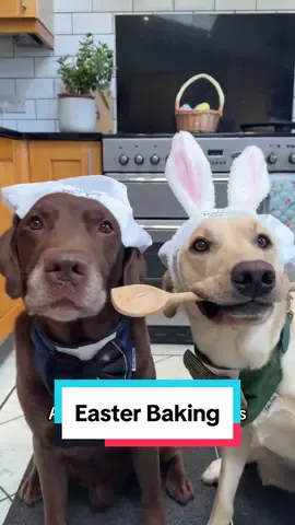 Happy Easter from us & the grumpy easter bunny! 🐇