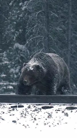 The Boss 🐻 is out, and I happened to capture him in the most amazing moment! He is one of the biggest & baddest grizzly bears in Banff National Park. Bear No.122, is also known as 