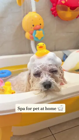 Đến giờ đi tắm thôi 🛁 #asrm #asrmsounds #asrmvideo #dogbath #cunyeu #fyp #dog #cute #pet #thucung #poodle #bunquystoc 