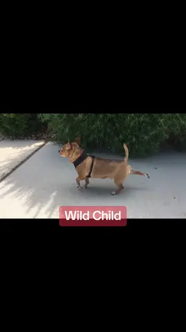 #foryou #screamingchihuahua #fyp #lol #follow #dog #wildchild 