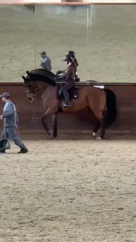 Is this song siut him? 😅 #czech #cherrybomb #dressage #kwpn #grandprixhorse #dressagelife #horse #horsegirl #dressagerider 