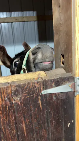 Donkey says happy easter!