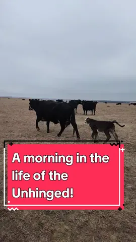 Randomness of my mornings. Who the fuck is your father?! #cowcalfoperation #calvingseason #ranching #cowtok #agtok #cowsoftiktok #calves #kansas #Brahman 