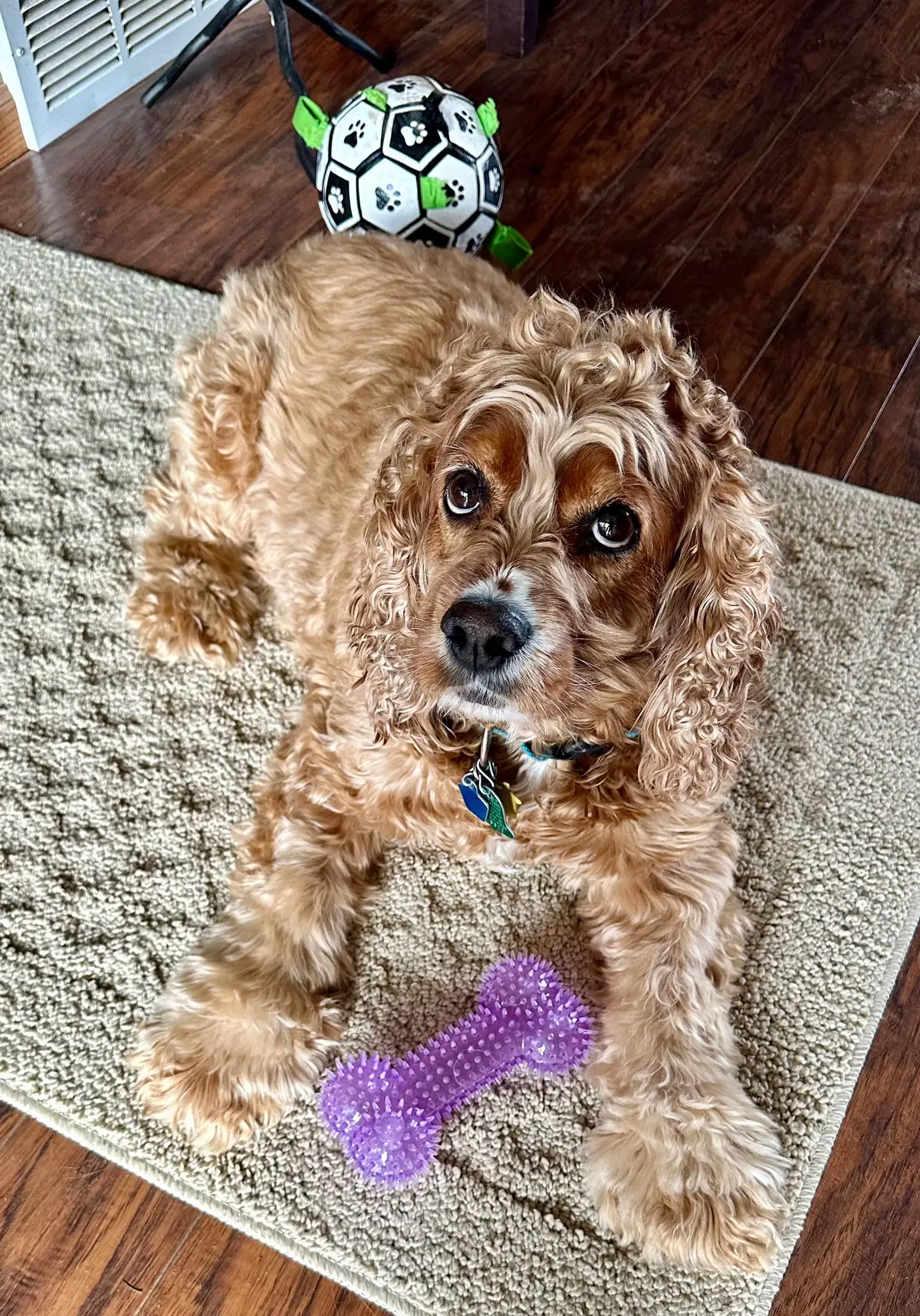 #easter #happyeaster #dogsoftiktok  #dogs  #pets