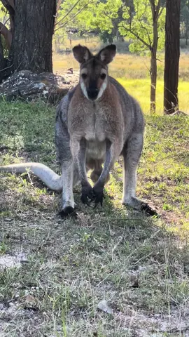 Rednecked Wallaby… pretty sure he knows hes a head turner 😆 #redneckedwallaby #wallaby #aussieanimals #boxingkangaroo 