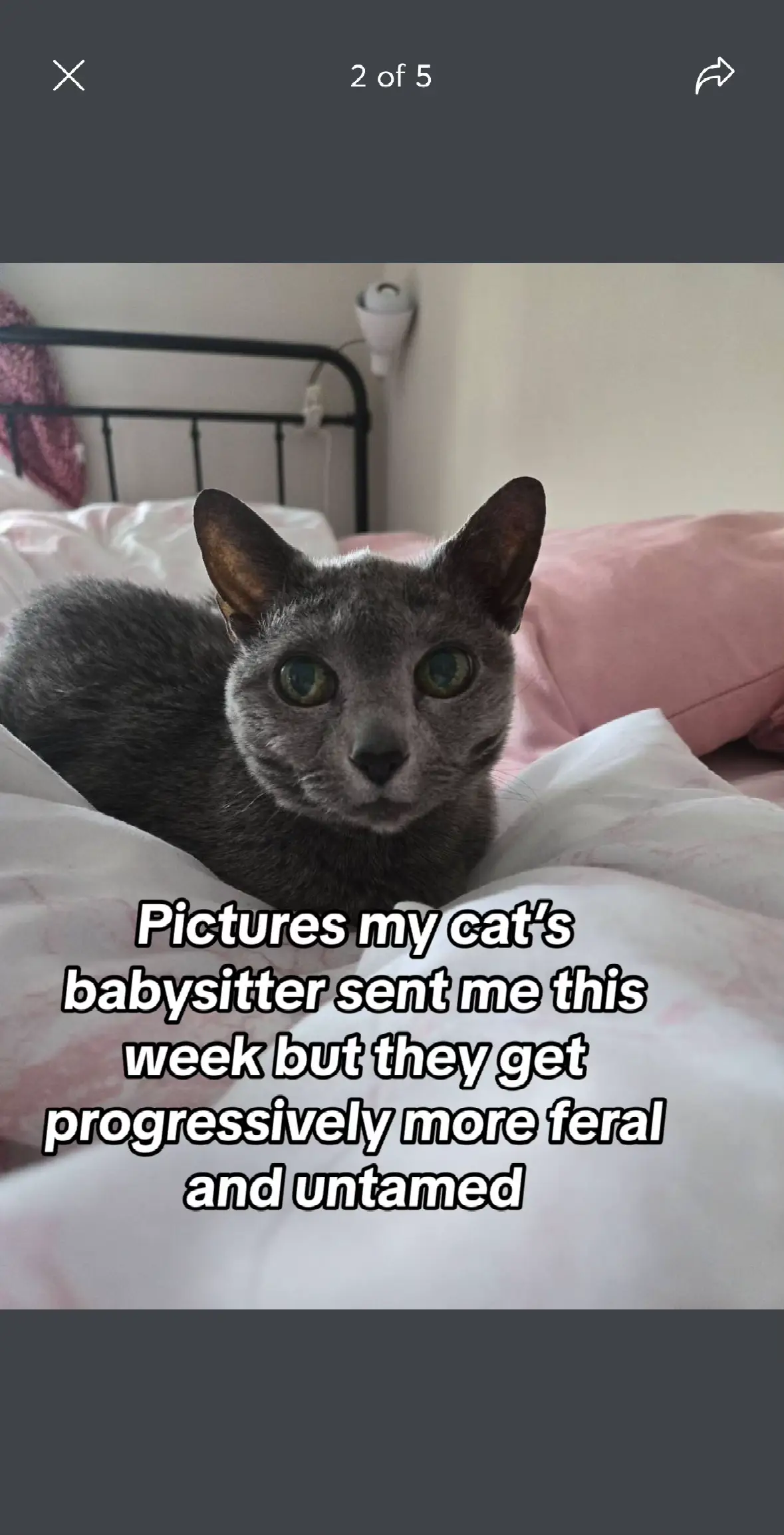 My baby girl😂😭 the last one is the most unhinged #catmom #catsoftiktok #cat #catlover #cattok #russianblue 